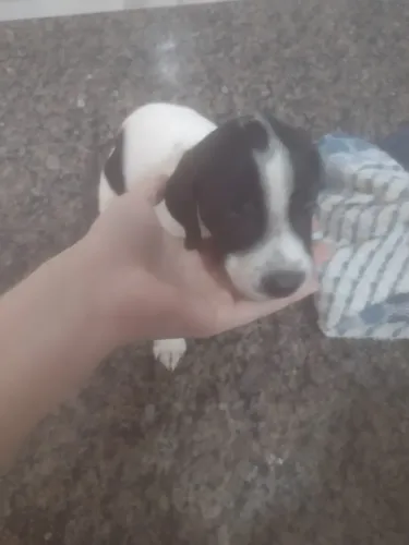 Doação de fêmea