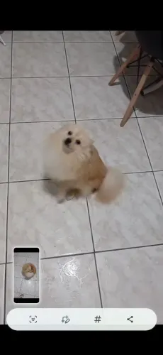Animais d estimaçao