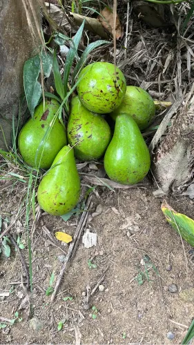 Vende-se Chácara - Campina Grande do Sul