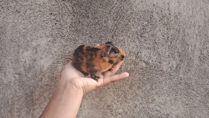 Porquinho da índia macho