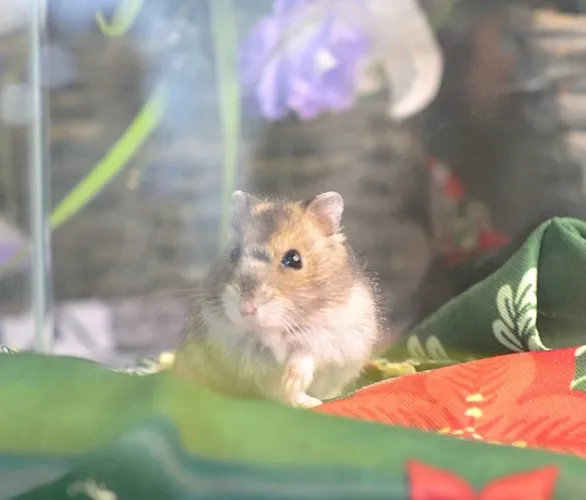 Hamster anão russo e hamster sírio promoção - machos e fêmeas - com veterinário 