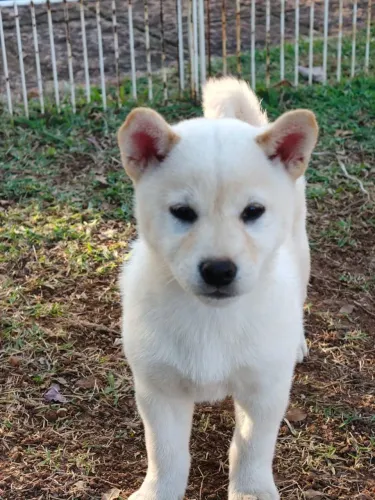Filhote de shiba disponível fêmea e macho