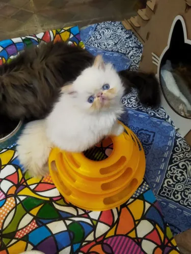 Gatinhos linhagem internacional