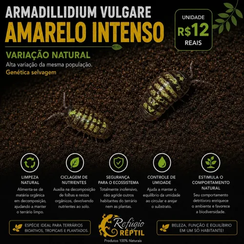 ISOPODES armadillidium vulgare