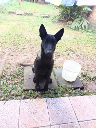 Pastor Malinois 8 meses