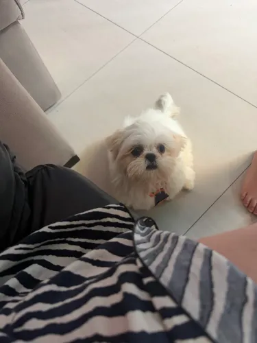 Filhote macho de Shitzu 3 meses