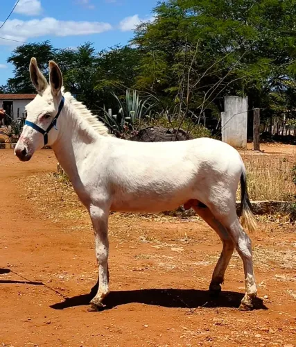 Potro pampa no couro