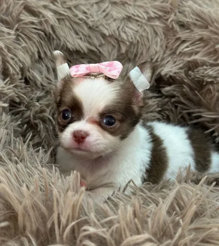 Chihuahua Fêmea Pelo Longo!! Uma Princesa.