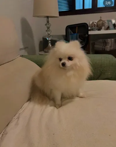 Doação de filhote Lulu da Pomerânia