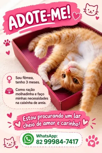 Linda gatinha pra adoção