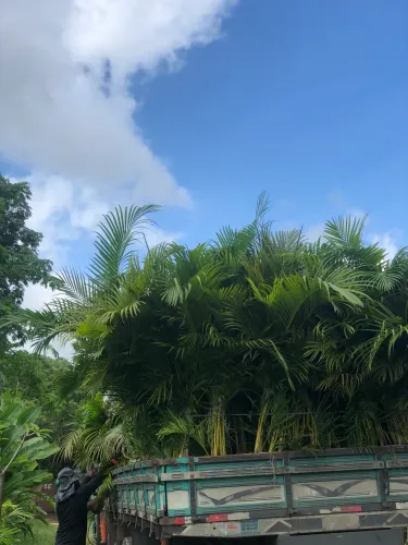 Palmeira areca bambu