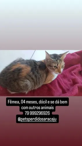 Doação gatinha filhote
