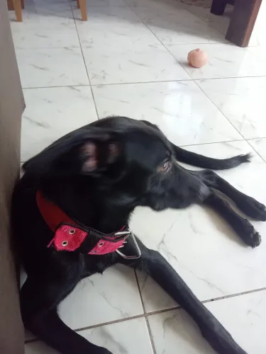 Cachorro para doação 