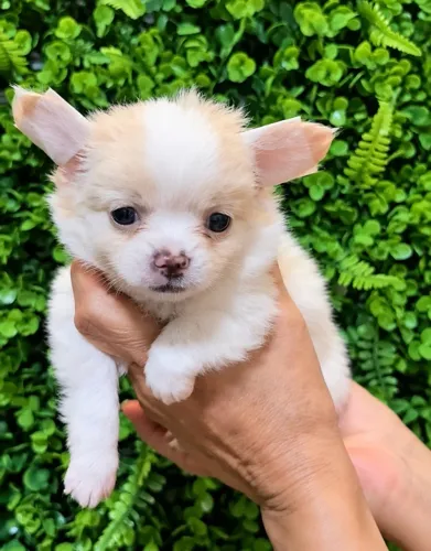 Chihuahua macho pêlo longo - com pedigree