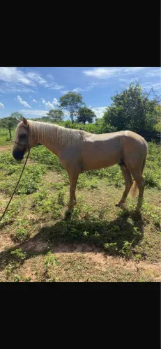 Cavalo filho de manga larga machador, pai registrado só a mãe q não 