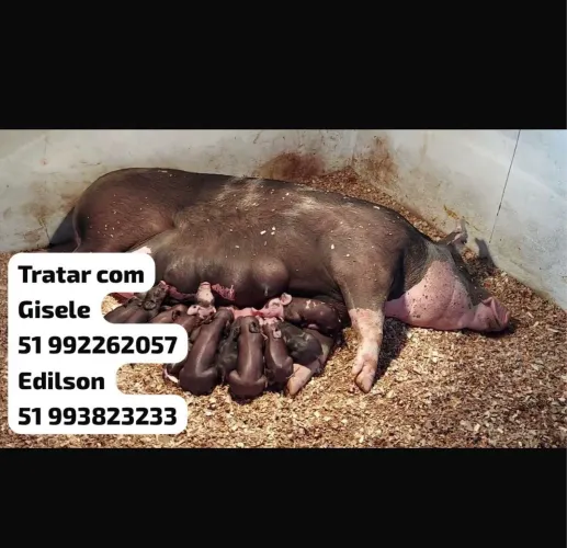 Porca leitoa 