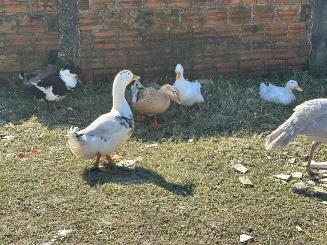 Lote de criação