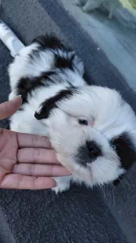 Lhasa apso machos