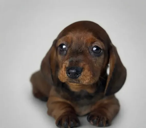 Filhotes de Dachshund macho 