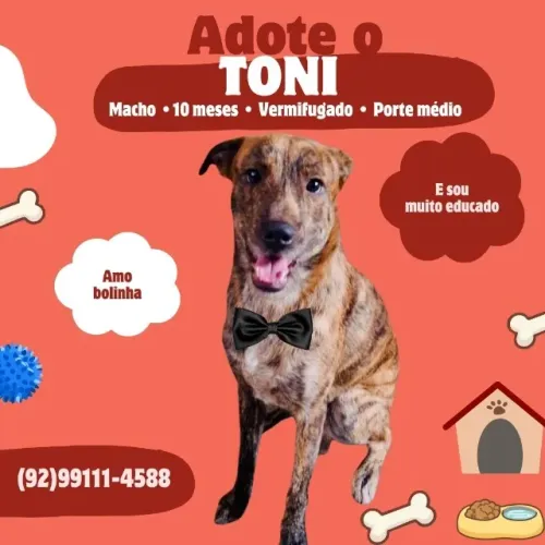 Lindo cachorro disponível para Adoção Responsável