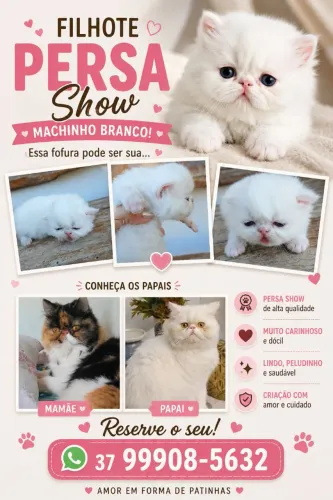 FILHOTE PERSA SHOW