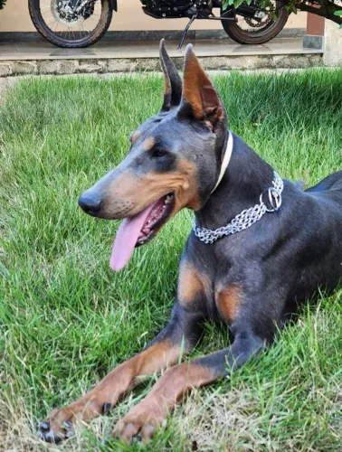 Filhote Doberman/Dobermam com Pedegree