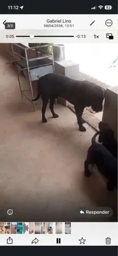 Quero trocar uma fêmea de fila brasileira de três meses preta e macho