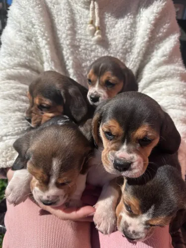 Beagles 