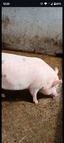 Fêmea com 1 ano