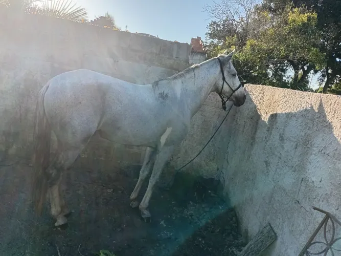 Cavalo