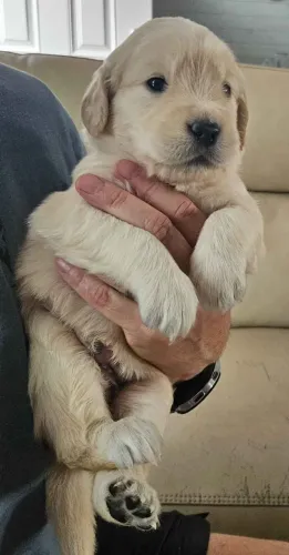 Filhotes de Golden Retriever | Seu próximo companheiro de caminhada!