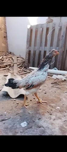 Galinha índia Barbuda 