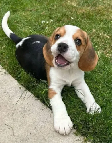 Filhotes de Beagle | Filhotes que encantam qualquer um