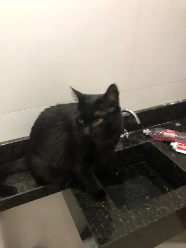 DOA SE GATO MACHO ADULTO CASTRADO 