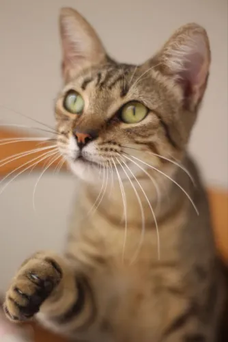 Gatinha castrada para doação