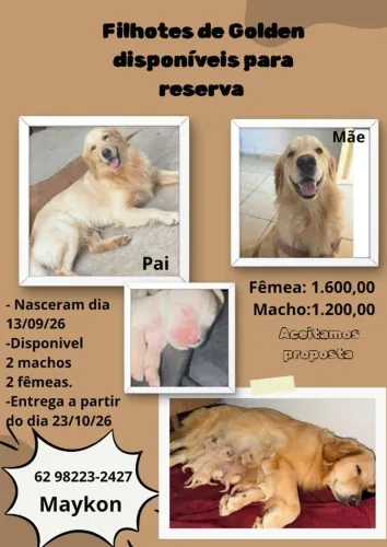 Golden Retriever