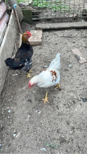 Frangos a venda