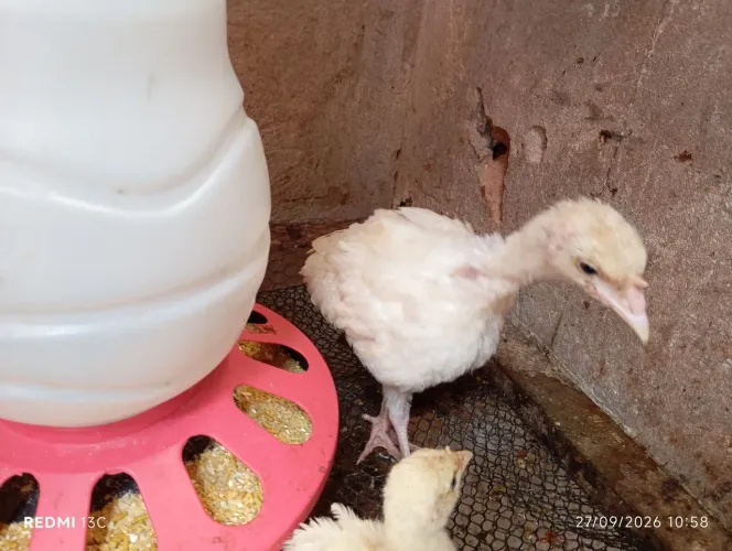 Filhotes perú albino