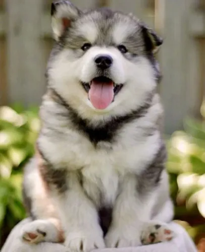 Filhotes de Husky Siberiano | Um olhar que vale mil palavras.