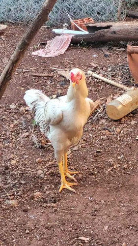 Vende-se Galo Índio com gigante com 08 meses