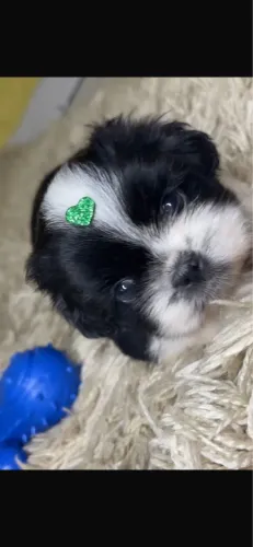 Shih-tzu com 72 dias vacinado