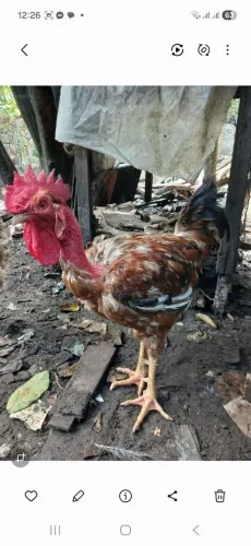 Vendo galo caipirão 