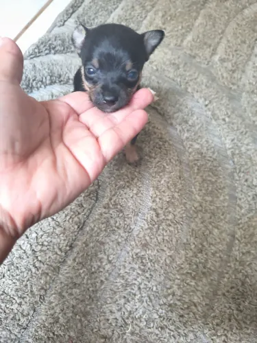 Pinscher Machinho Miniatura