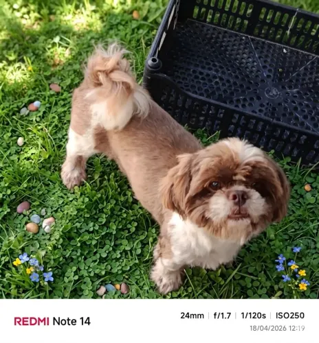 Shih Tzu macho somente cruza 