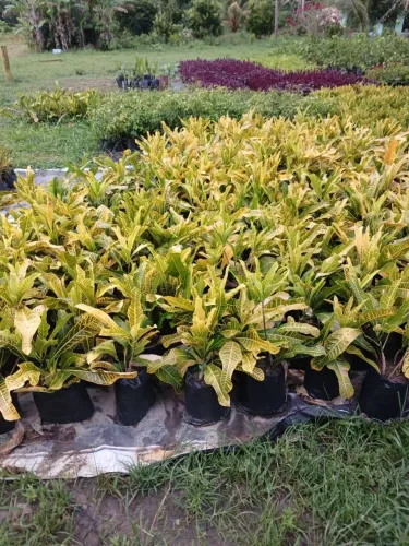 Croton Canarinho