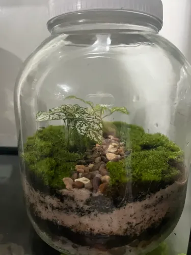 Terrário 