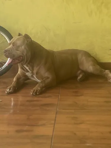 Pit monster Doação 