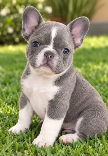 Filhotes exóticos buldogue francês 