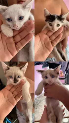 estamos doando esses filhotinhos 