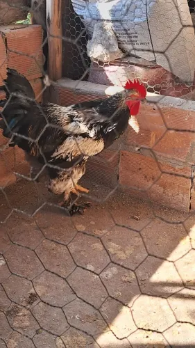 Vendo galo Brahma